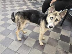Shelter Stray Female Dog last seen Atlantic Av, BROOKLYN, NY, 11207, 326 E 110th St, New York, NY 10029, USA