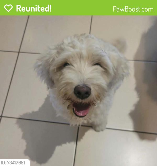 Reunited Male Dog last seen Rosemead, CA, Willard Ave & Furn Ave., Los Angeles, CA 91335