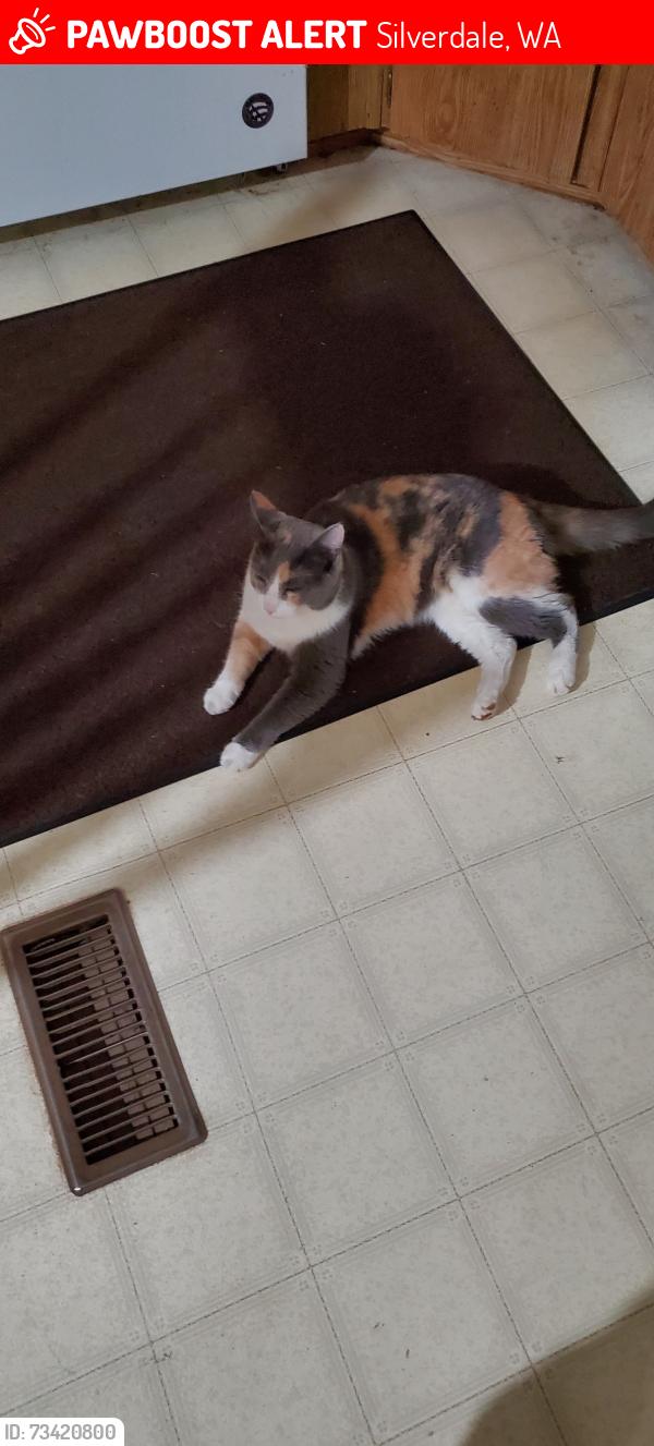 Lost Female Cat last seen Central kitsap high school, Silverdale, WA 98383