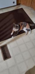 Lost Female Cat last seen Central kitsap high school, Silverdale, WA 98383