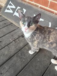 Found/Stray Female Cat last seen Blythe Rd Se and Hannah Dr, Cleveland, TN 37323