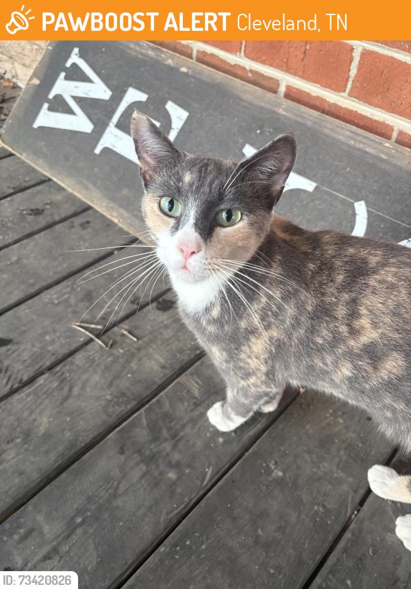 Found/Stray Female Cat last seen Blythe Rd Se and Hannah Dr, Cleveland, TN 37323