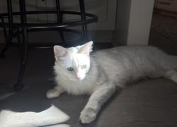 Reunited Female Cat last seen Gentry and Landale, Los Angeles, CA 91607