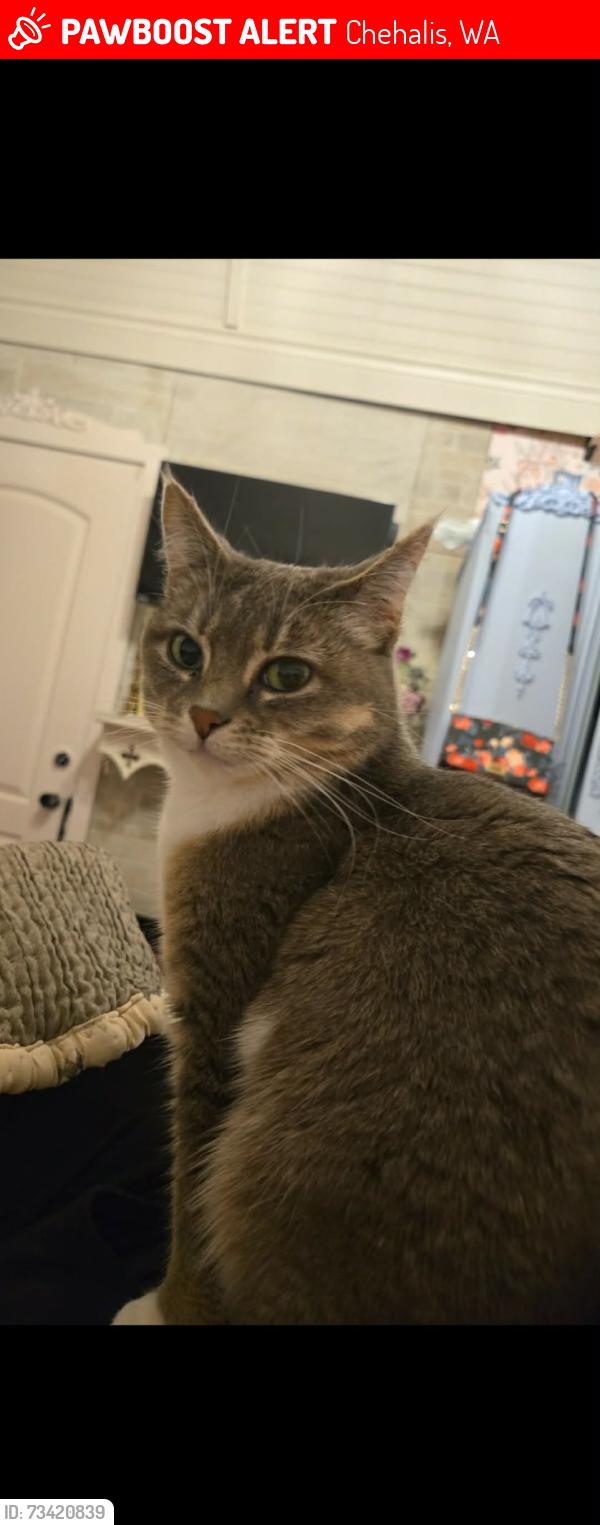 Lost Female Cat last seen Tausher Rd. Gurrier Rd, Chehalis, WA 98532