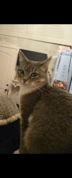Lost Female Cat last seen Tausher Rd. Gurrier Rd, Chehalis, WA 98532
