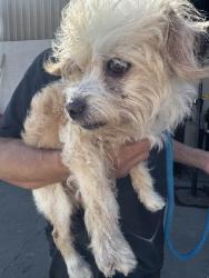 Found/Stray Male Dog last seen Near Hawthorne Blvd, Lawndale, CA 90260