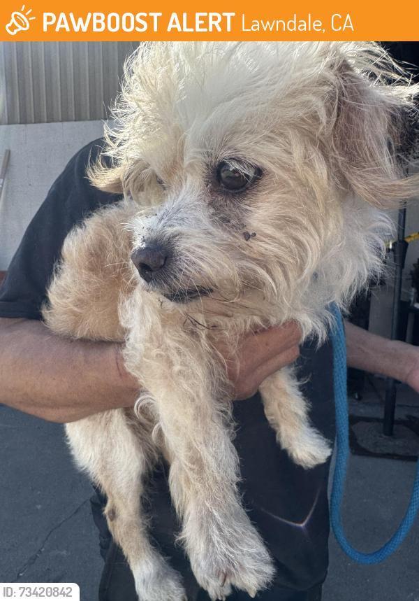 Found/Stray Male Dog last seen Near Hawthorne Blvd, Lawndale, CA 90260