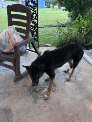 Found/Stray Female Dog last seen Near Carlton Dr Winston Salem, Winston-Salem, NC 27105