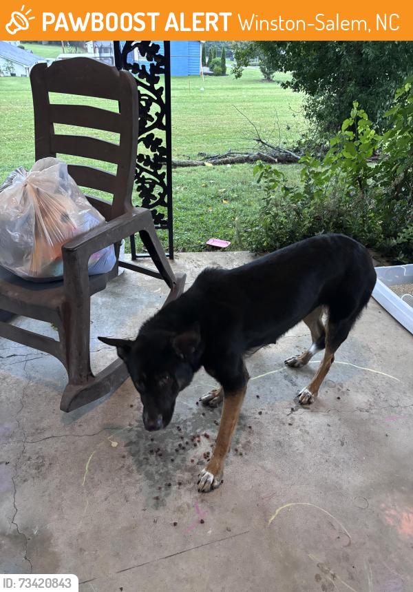 Found/Stray Female Dog last seen Near Carlton Dr Winston Salem, Winston-Salem, NC 27105