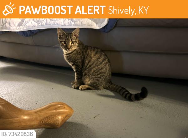 Found/Stray Male Cat last seen Dixie Highway and Crums lane, Shively, KY 40216