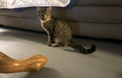Found/Stray Male Cat last seen Dixie Highway and Crums lane, Shively, KY 40216