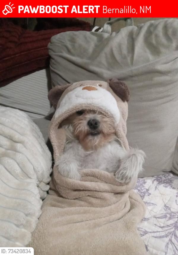 Lost Female Dog last seen Highway 313, Bernalillo, NM 87004