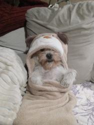 Lost Female Dog last seen Highway 313, Bernalillo, NM 87004
