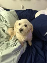 Lost Male Dog last seen Austell, Marietta, GA 30008