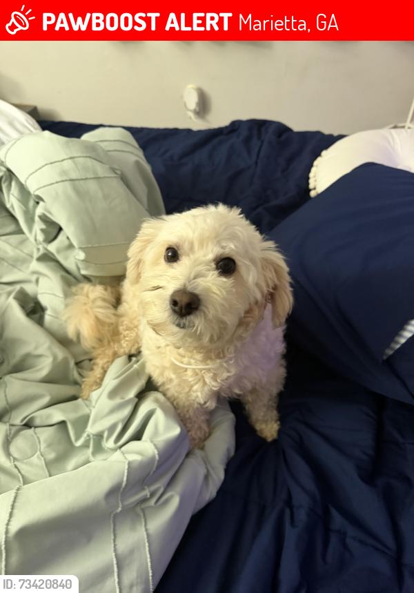 Lost Male Dog last seen Austell, Marietta, GA 30008