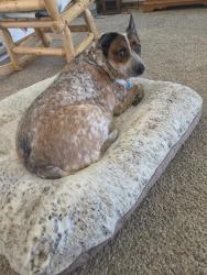Lost Male Dog last seen Near and gratis rd, Camden, OH 45311
