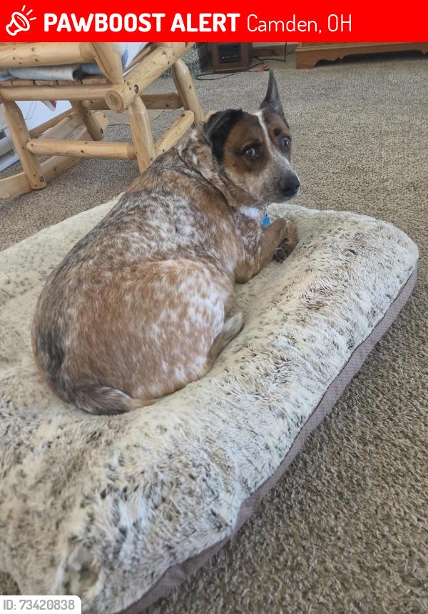 Lost Male Dog last seen Near and gratis rd, Camden, OH 45311