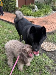Found/Stray Female Dog last seen 107th ave, sw 72nd street, Kendall, FL 33176
