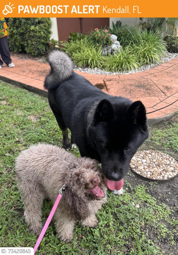 Found/Stray Female Dog last seen 107th ave, sw 72nd street, Kendall, FL 33176