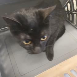 Shelter Stray Female Cat last seen , 2350 Appling City Cove, Memphis, TN 38133, USA