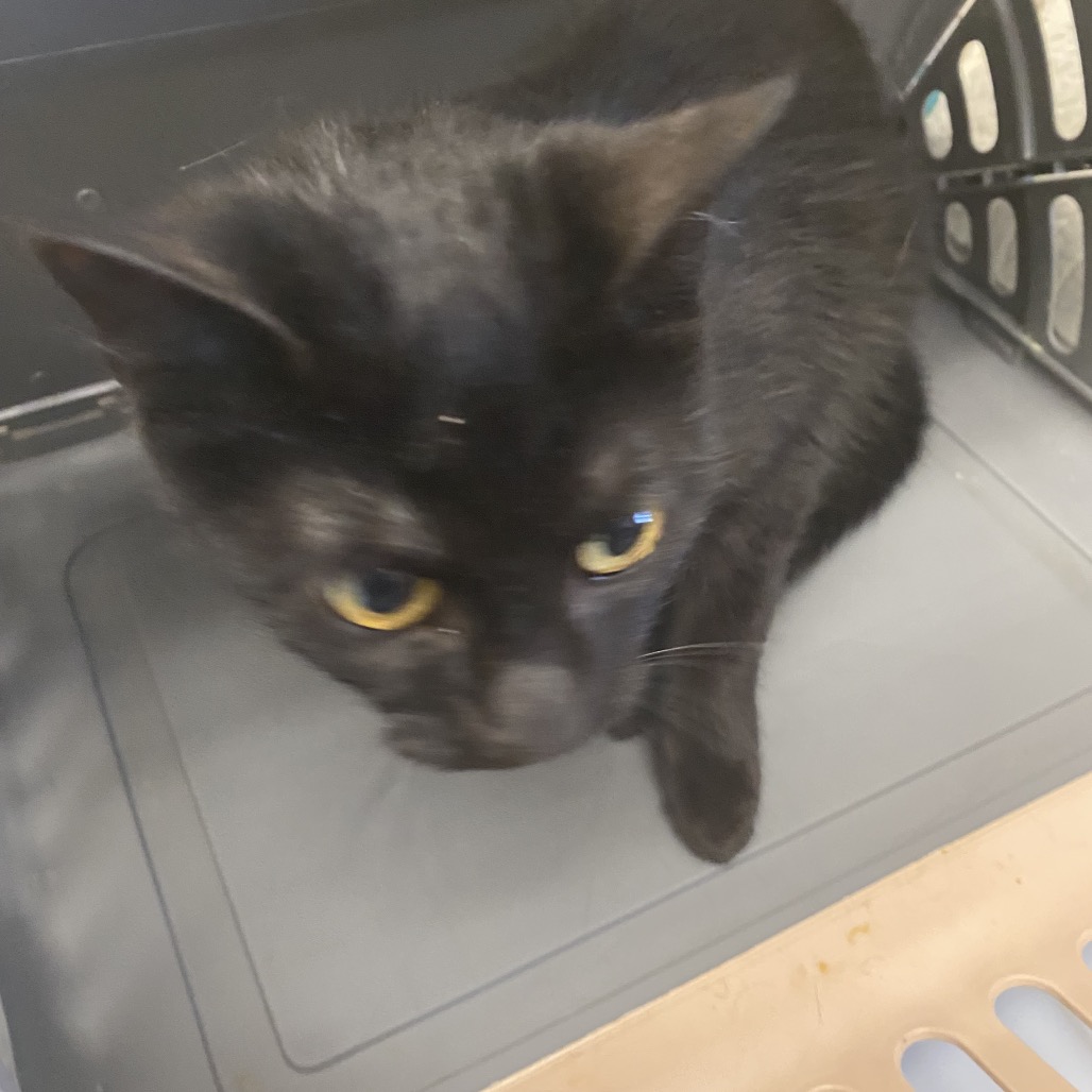 Shelter Stray Female Cat last seen , 2350 Appling City Cove, Memphis, TN 38133, USA