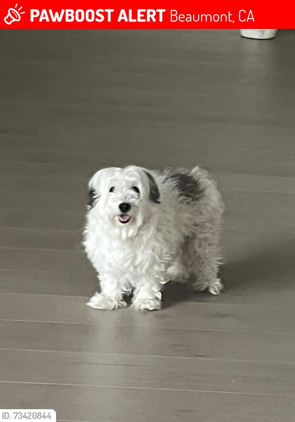 Lost Male Dog last seen Morango golf course, Beaumont, CA 92223