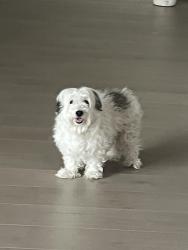 Lost Male Dog last seen Morango golf course, Beaumont, CA 92223