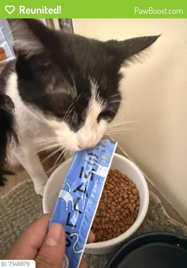 Reunited Female Cat last seen New London Turnpike, right by CT Three Rivers, Norwich, CT 06360