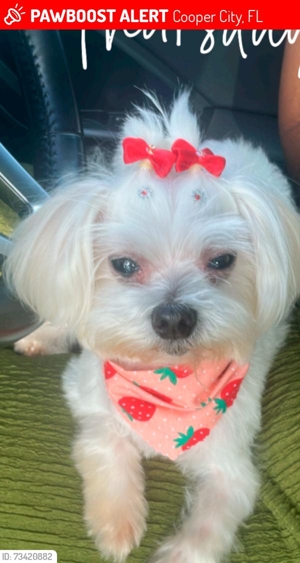 Lost Female Dog last seen Flamingo, Cooper City, FL 33328