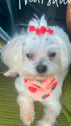 Lost Female Dog last seen Flamingo, Cooper City, FL 33328
