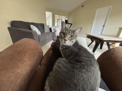 Reunited Male Cat last seen Honeybrook Plantation, Melbourne, FL 32935