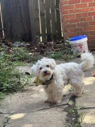 Lost Male Dog last seen Alley of monument and strawberry street, Richmond, VA 23220