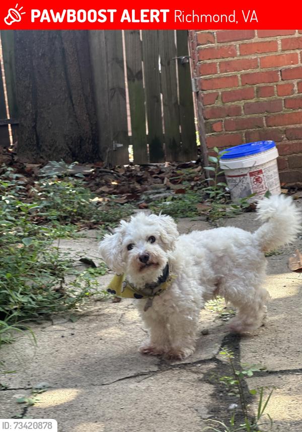 Lost Male Dog last seen Alley of monument and strawberry street, Richmond, VA 23220