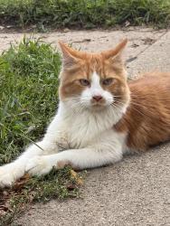 Found/Stray Unknown Cat last seen 1st n duluth, Sioux Falls, SD 57104