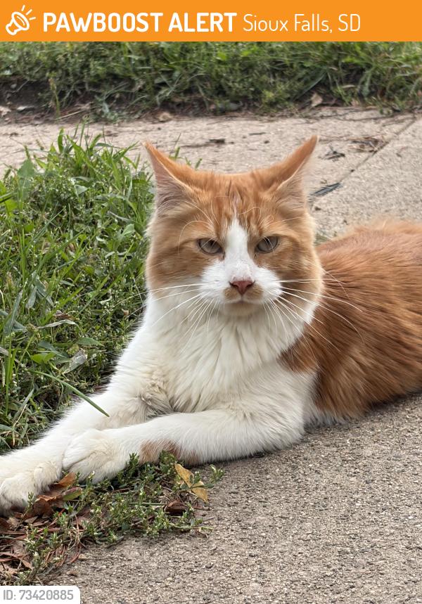 Found/Stray Unknown Cat last seen 1st n duluth, Sioux Falls, SD 57104