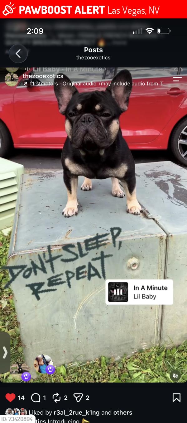 Lost Male Dog last seen Windmill eastern, Las Vegas, NV 89123