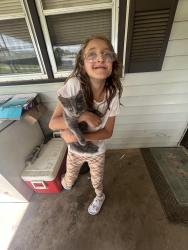 Lost Male Cat last seen S broadway st, Rutherford County, NC 28043