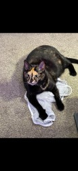 Lost Female Cat last seen Oak Leaf neighborhood 123rd and co rd 11, Burnsville, MN 55337