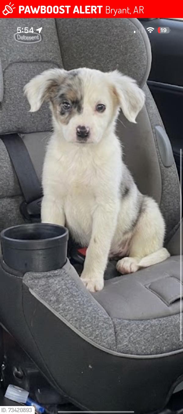 Lost Male Dog last seen Bryant Parkway, Bryant, AR 72022