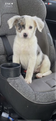 Lost Male Dog last seen Bryant Parkway, Bryant, AR 72022