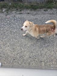 Reunited Male Dog last seen 48th street, Tacoma, WA 98409