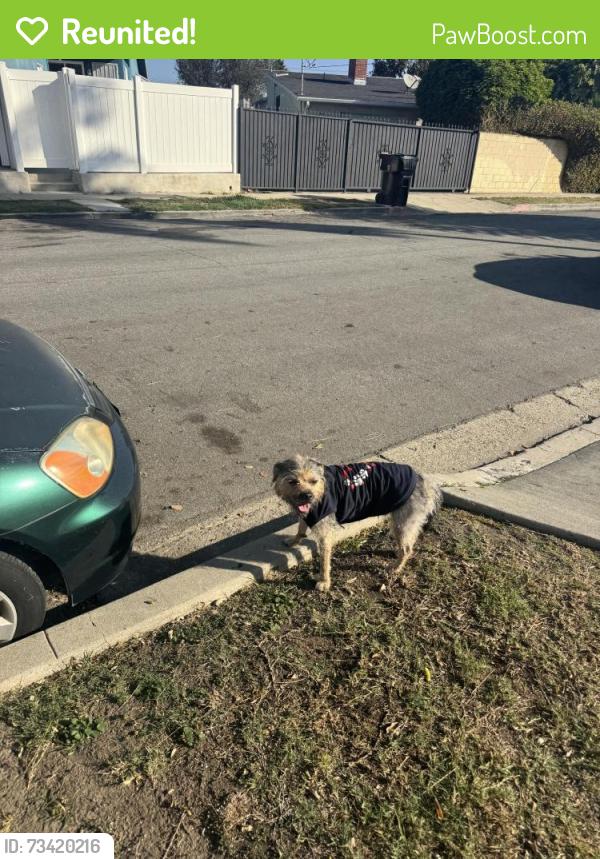 Reunited Male Dog last seen Fairview blvd, Inglewood, CA 90302