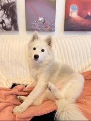 Reunited Female Dog last seen Near Civic Center (94109), San Francisco, CA 94102
