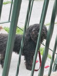 Found/Stray Unknown Dog last seen Sunrise blvd and 27th, Fort Lauderdale, FL 33311