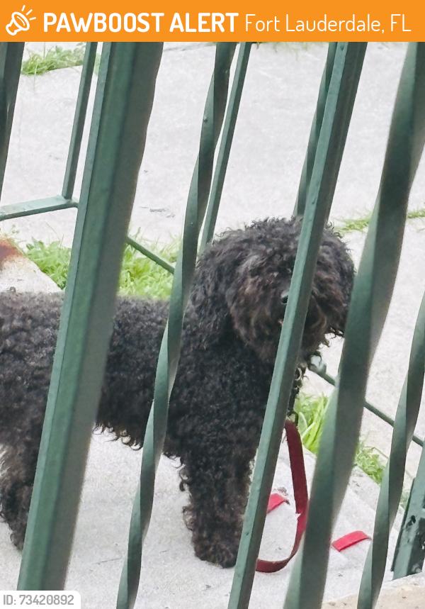 Found/Stray Unknown Dog last seen Sunrise blvd and 27th, Fort Lauderdale, FL 33311
