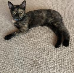 Found/Stray Female Cat last seen Cambridge Drive and Cathedral Oaks, Goleta, CA 93111