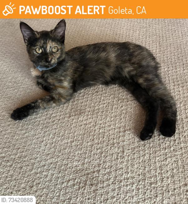 Found/Stray Female Cat last seen Cambridge Drive and Cathedral Oaks, Goleta, CA 93111