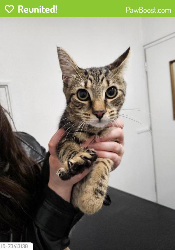 Reunited Male Cat last seen Near main road Kingway, Southampton, England SO14 1NG