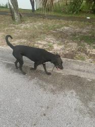 Found/Stray Male Dog last seen Near Apopka High School, Apopka, FL 32712