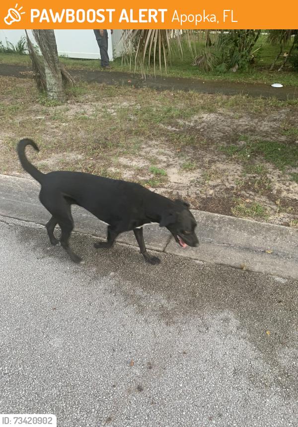 Found/Stray Male Dog last seen Near Apopka High School, Apopka, FL 32712
